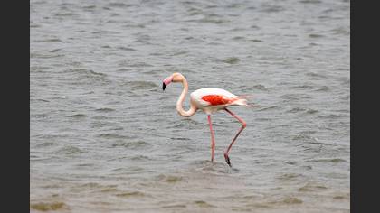 Flamingo