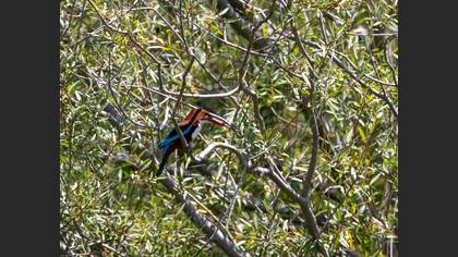 White-throated Kingfisher