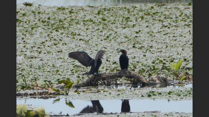 Pygmy Cormorant