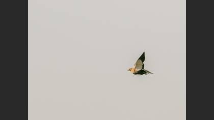 Black-bellied Sandgrouse