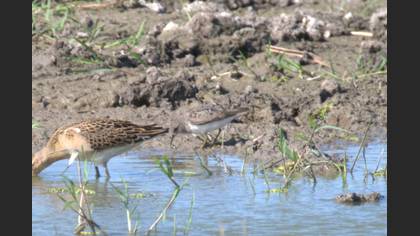 Temminck`s Stint