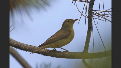 Icterine Warbler