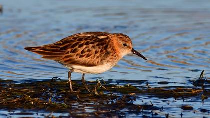 Little Stint
