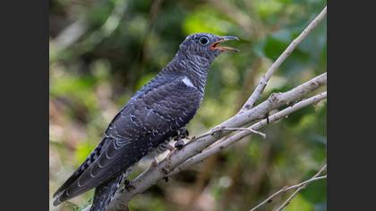 Common Cuckoo