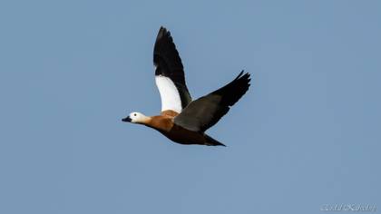 Ruddy Shelduck