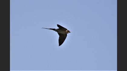European Red-rumped Swallow