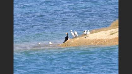 Great Cormorant