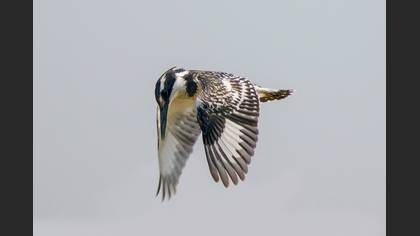 Pied Kingfisher