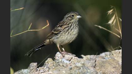 Rock Bunting