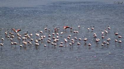 Greater Flamingo