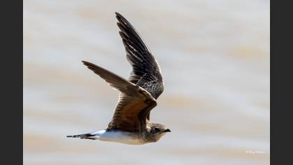 Collared Pratincole