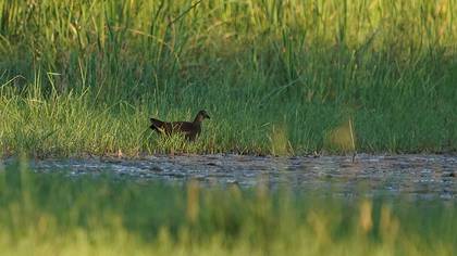 Common Moorhen