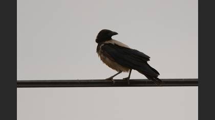Hooded Crow