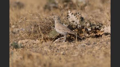 Greater Hoopoe-Lark