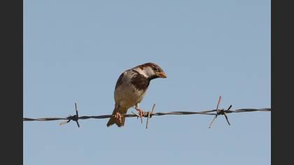 House Sparrow