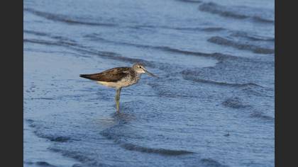 Common Greenshank