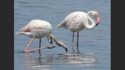 Flamingo