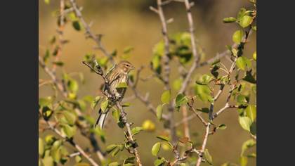 Common Linnet