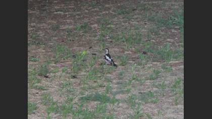 Syrian Woodpecker