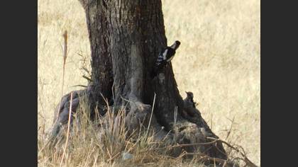 Syrian Woodpecker