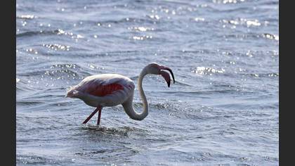 Flamingo