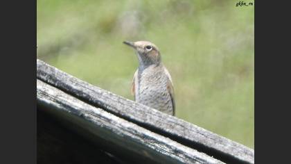 Common Rock Thrush