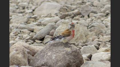 Common Linnet