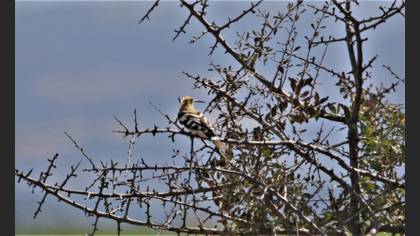 Common Hoopoe