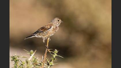 Common Linnet
