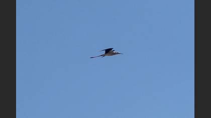 Black-winged Stilt