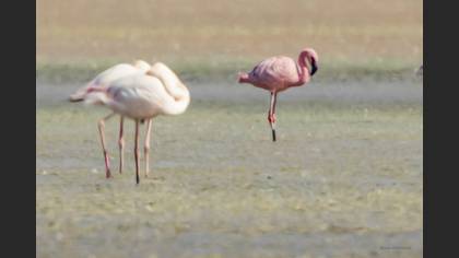 Küçük flamingo