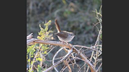Cetti`s Warbler