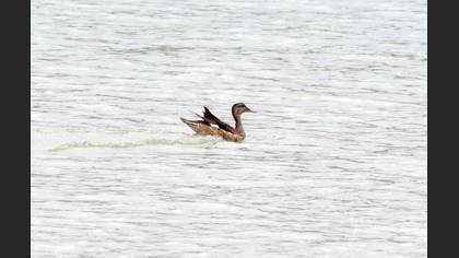 Gadwall