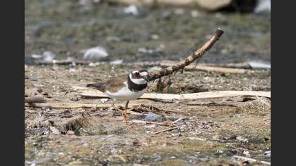 Common Ringed Plover