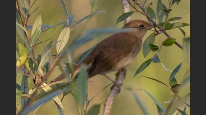 Thrush Nightingale