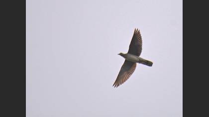 European Turtle Dove