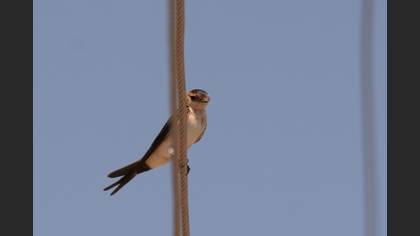 European Red-rumped Swallow