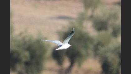 Black-headed Gull