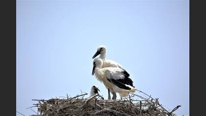 White Stork