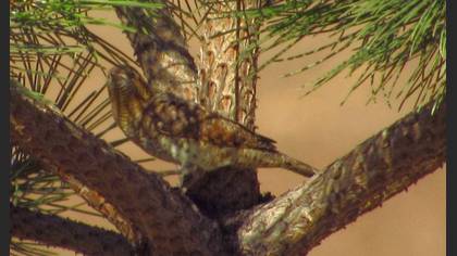 Eurasian Wryneck