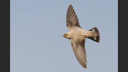 Eurasian Crag Martin