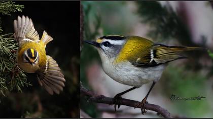 Common Firecrest