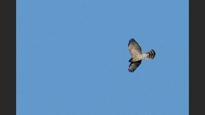 Levant Sparrowhawk