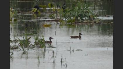 Mallard
