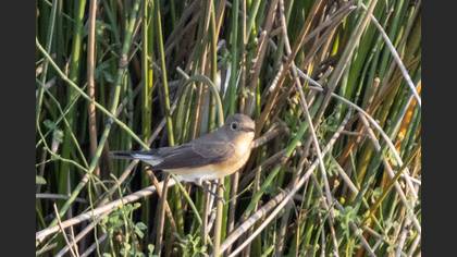 Red-breasted Flycatcher