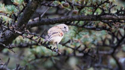 Eurasian Penduline Tit