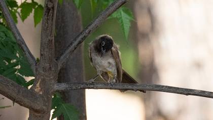 White-spectacled Bulbul