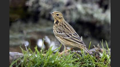 Tree Pipit