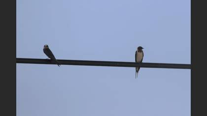 Barn Swallow