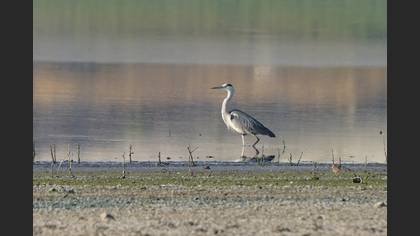 Grey Heron